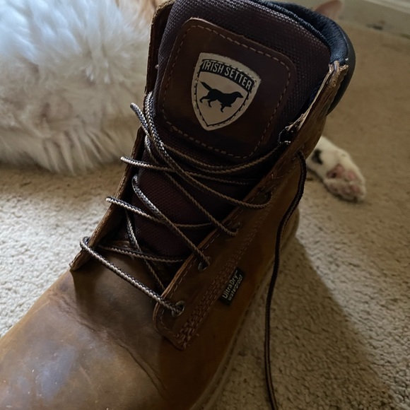 Irish setter 7.5 - Picture 6 of 9